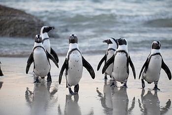 Group of African penguins walking on a beach at sunrise in South Africa. HD wallpaper