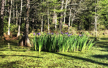 Patch of Irises In Cypress Gardens, South Carolina, forest, park, blossoms, trees, meadow, usa HD wallpaper