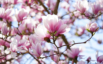 Magnolia, pink, blossoms, spring, tree HD wallpaper