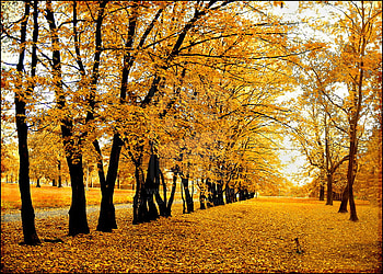 Polish_autumn, yellow, trees, autumn, nature, leafs, forest HD wallpaper