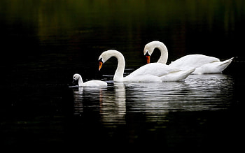 Family, Swans HD wallpaper