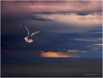 Low Clouds, cool, bird HD wallpaper