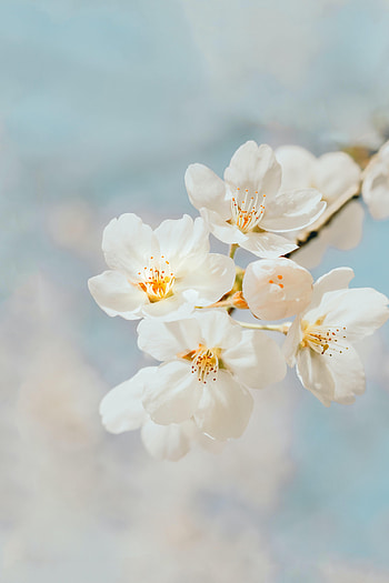 Flowers, Cherry, Macro, Branch HD phone wallpaper