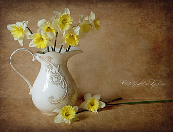 still life, bouquet, graphy, daffodils, elegantly, kettle, beautiful, nice, gently, pretty, flower, cool, flowers, , lovely, harmony HD wallpaper