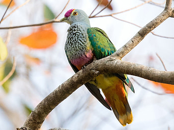 Rose Top Fruit Dove, fruit, top, rose, dove HD wallpaper