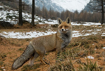 BEAUTIFUL FOX, animal, dog, beautiful, wild, fox HD wallpaper