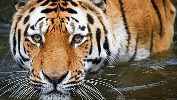 Bathing Tiger, , cat, tiger, hi res HD wallpaper