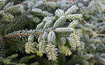 snow on spruce branches, winter, spring, snow, spruce branches, spruce HD wallpaper