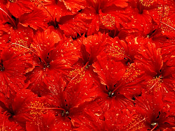 Deep Red Hibiscus, nature, flowers, hibiscus, red HD wallpaper