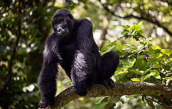 Adopt a gorilla, Conservation efforts, Protected sanctuary, Wildlife support HD wallpaper