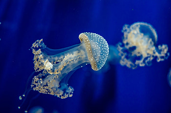 Underwater world , Oceanic beauty, Nature's inspiration, Digital treasure HD wallpaper