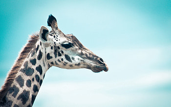 Animals, Sky, Muzzle, Giraffe, Profile HD wallpaper