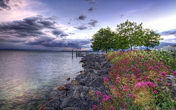 Nature, Flowers, Stones, Sea, Shore, Bank, Pier, Colors, Color, Overcast, Mainly Cloudy HD wallpaper