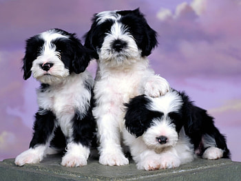 Animals, Dogs HD wallpaper