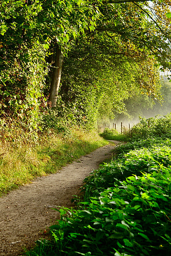 Nature, Trees, Bush, Forest, Path, Fence HD phone wallpaper