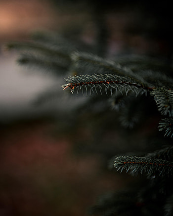 Plant, Macro, Branch, Fir, Spruce, Needles HD phone wallpaper