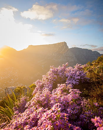 Sunset over Table Mountain with vibrant wildflowers in Cape Town, South Africa. HD phone wallpaper