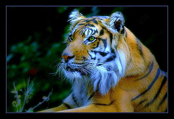 Beauty and might, older, black resting, tiger, poerful, white markings stripes, gold HD wallpaper