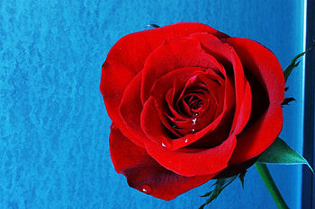 rose_cry, rose, 3d, cry, flower, red HD wallpaper