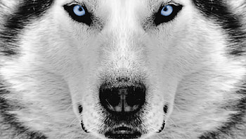 Siberian Husky, Black coat, Majestic eyes, Snowy landscapes HD wallpaper