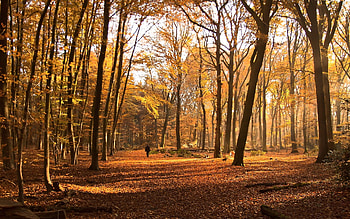 Autumn Forest, trees, autumn, nature, forest HD wallpaper