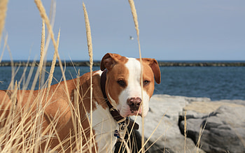 Animals, Dogs HD wallpaper