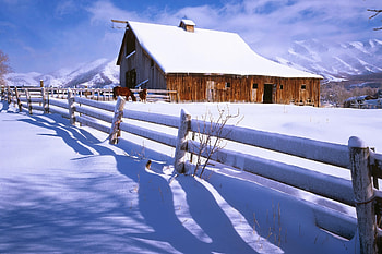 Nature, Horses, Snow, Fence, Farm HD wallpaper