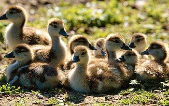 little ducklings, farm, cute animals, ducks, little fluffy ducks, little animals HD wallpaper