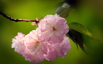 blooming sakura, spring, sakura branch, bokeh, beautiful flowers, pink flowers, sakura HD wallpaper