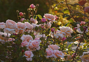 Spring Is Here, pink, leaves, roses, green, garden, nature, flowers, spring HD wallpaper