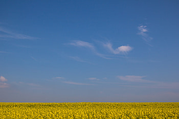 Flowers, Sky, Horizon, Minimalism, Field HD wallpaper