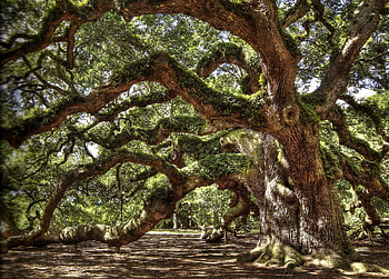 A tree, big, ground, green, tree HD wallpaper