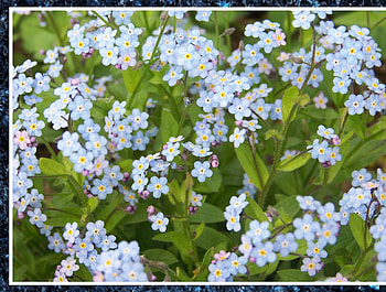 Little blue flowers, nature, flowers HD wallpaper