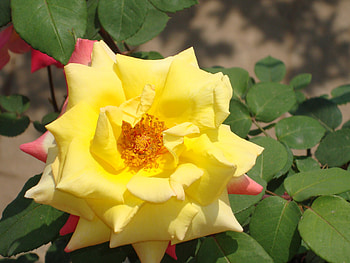 Colour speak truth., nepal, palpa, nature, flowers, tansen HD wallpaper