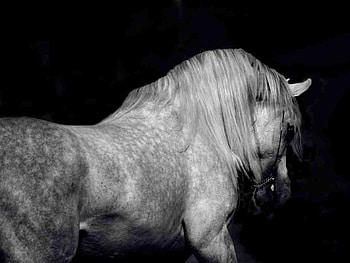 Black and White, horse, white, black, lone HD wallpaper