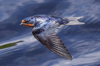 Swallow, Barn swallow charm, Fascinating animals, Animal kingdom HD wallpaper