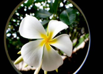 Keyhole Frangipani, white, frangipani flower, window HD wallpaper