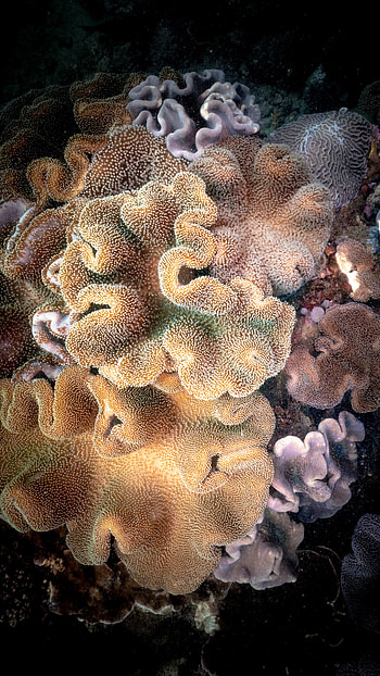 Mudjimba island, Beautiful coral HD phone wallpaper
