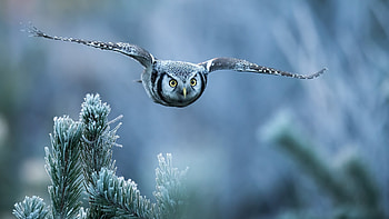Owl, animal, flying, bird HD wallpaper