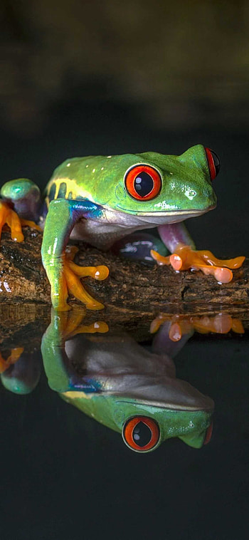 frog , Vibrant red-eyed frog, Stunning amphibian, Frog enthusiast HD phone wallpaper