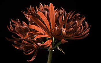 Spider Lily, nature, spider, flower, lily, macro HD wallpaper