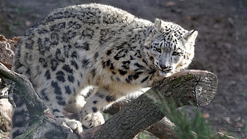 Snow Leopard, Ultra , High definition, Exceptional detail HD wallpaper