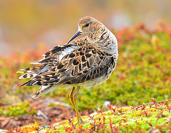 miss birdie, colorful, bird, winged, animals HD wallpaper