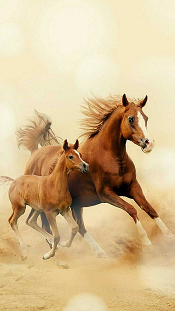 Foal, Horses HD phone wallpaper