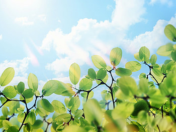 Beautiful Sun, clouds, sky, nature, flowers, sun HD wallpaper