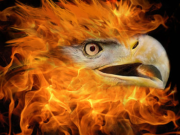 Fire-Eagle, fire, eagle HD wallpaper