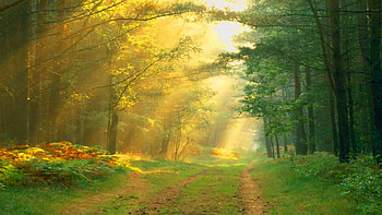 Remembering summer, rays, light, green, trees, flowers, forest, sunrise HD wallpaper