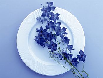 Blue petals, blue, flowers, plate, petals HD wallpaper