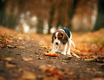 Autumn leaves, Beagles HD wallpaper