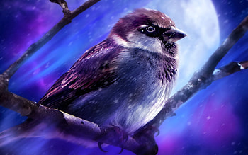 Animals, Art, Moon, Sparrow, Branches HD wallpaper